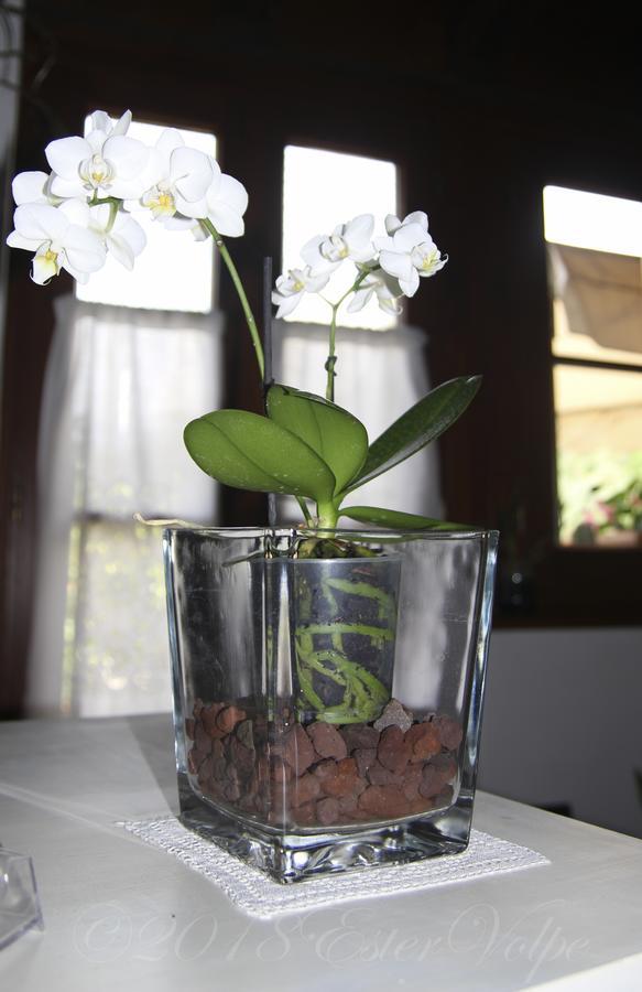 Bed & Breakfast Ca' Di Vissai Arnasco エクステリア 写真